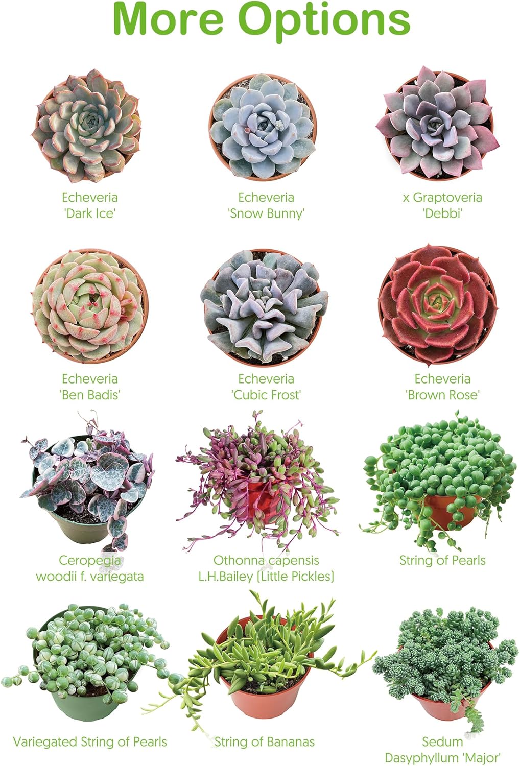 4" Live Succulent Plants Tradescantia Nanouk, Easy Care Potted Succulents, Indoor Houseplant, Unique Gifts, Home Office Décor