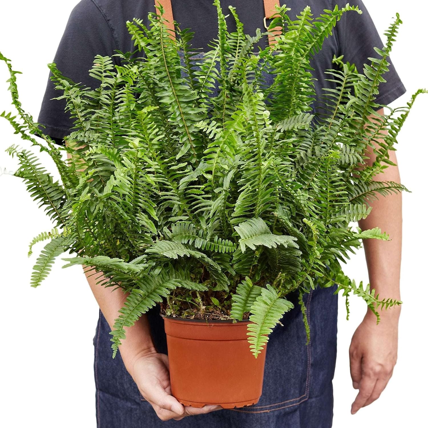 Jester's Crown Fern Live Plant for Indoor | Different Houseplants in 4'' & 6'' Pot | Real House Plant for Living Room, Office, Desk & Bathroom | Boston Fern | Sunjest Sword Fern