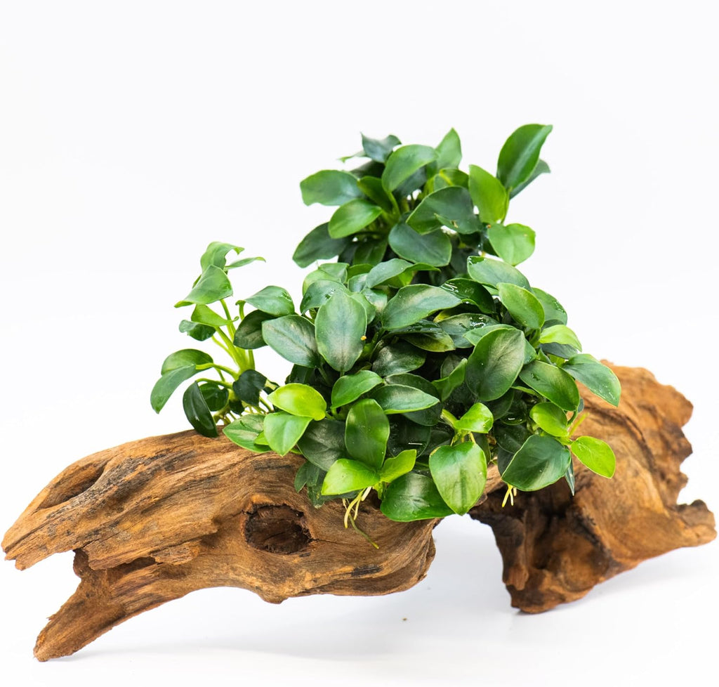 Anubias Nana Bonsai - Live Aquarium Plant, Perfect for Nano Tanks, Terrariums, Easy Maintenance, Freshwater Aquascaping (5)