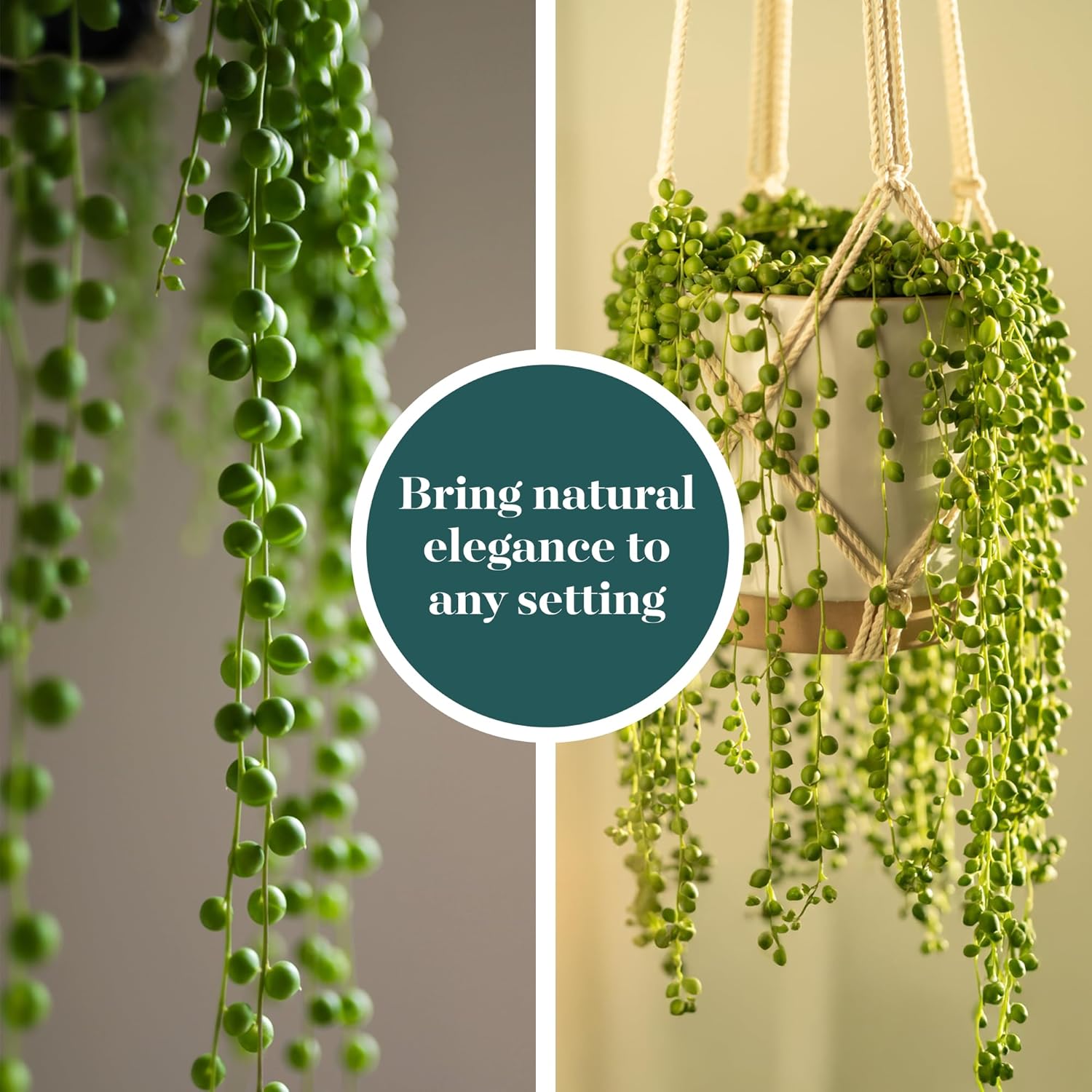 Shop Succulents String of Pearls Succulent Plant 2" Grow Pot Pack of 256