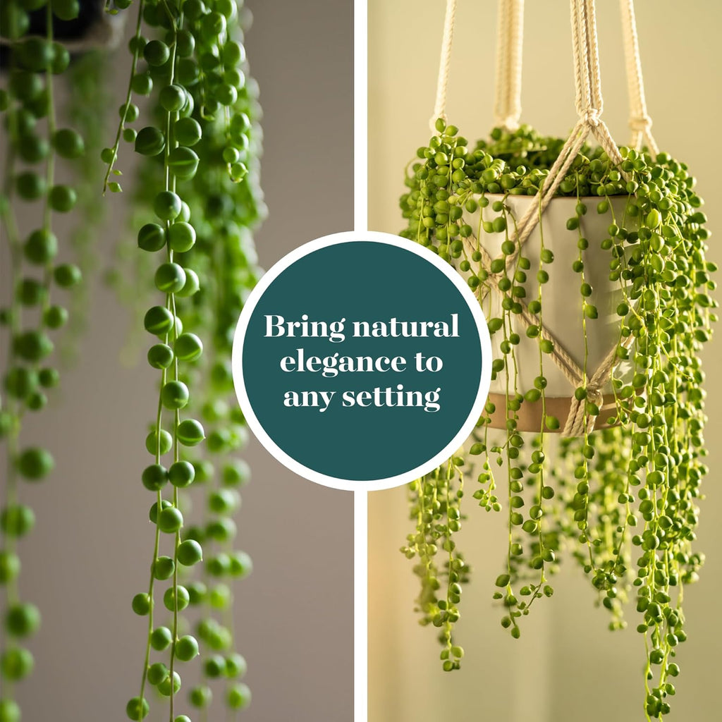 Shop Succulents String of Pearls Succulent Plant 2" Grow Pot Pack of 20