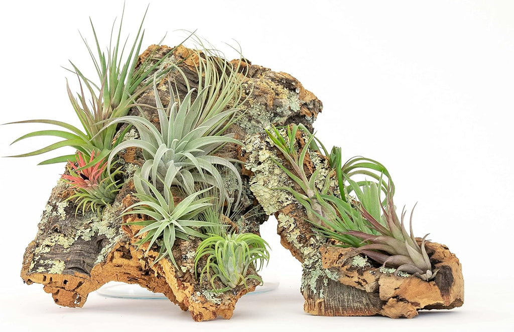 Large Natural Cork Bark DIY Kit with Five Assorted Air Plants, Glue and Hook - Live Tillandsia Succulent House Plant - Wholesale and Bulk - Easy Care Indoor and Outdoor Plants