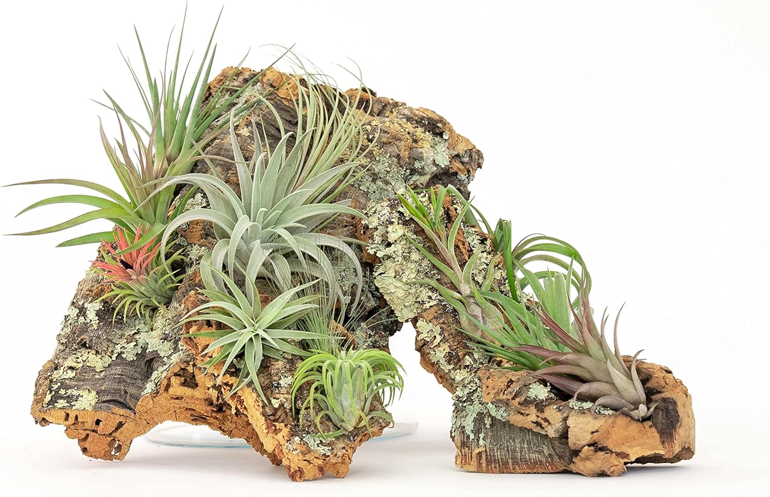 Large Natural Cork Bark DIY Kit with Five Assorted Air Plants, Glue and Hook - Live Tillandsia Succulent House Plant - Wholesale and Bulk - Easy Care Indoor and Outdoor Plants