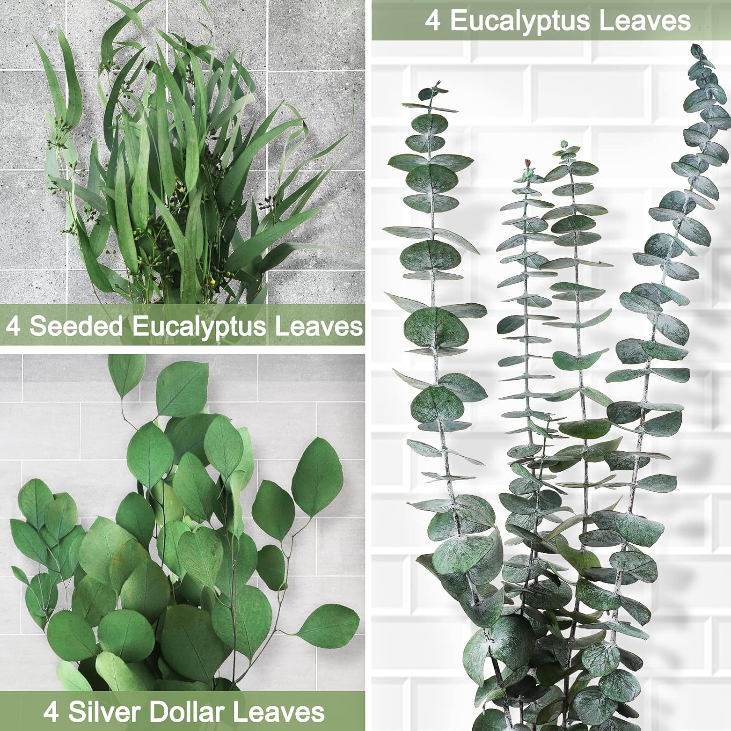 12Pcs Mixed Real Dried Eucalyptus Leaves Stems - Preserved Plant Branches, Silver Dollar Eucalyptus, Seeded Eucalyptus Bouquets for Vase Floral Arrangements Wedding Greenery Decor