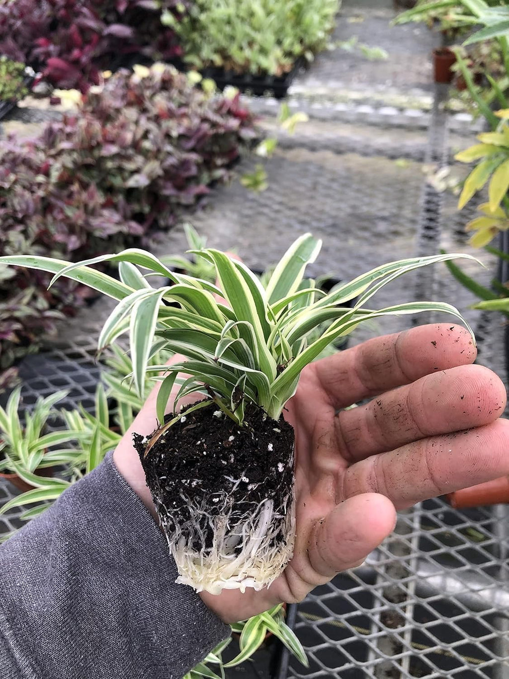 3 Pack Airplane Spider Plant – Live Indoor Houseplant | Air-Purifying, Low Maintenance, Thrives in Home & Office | Live Plants Indoor, Variegated Houseplant
