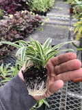 3 Pack Airplane Spider Plant – Live Indoor Houseplant | Air-Purifying, Low Maintenance, Thrives in Home & Office | Live Plants Indoor, Variegated Houseplant