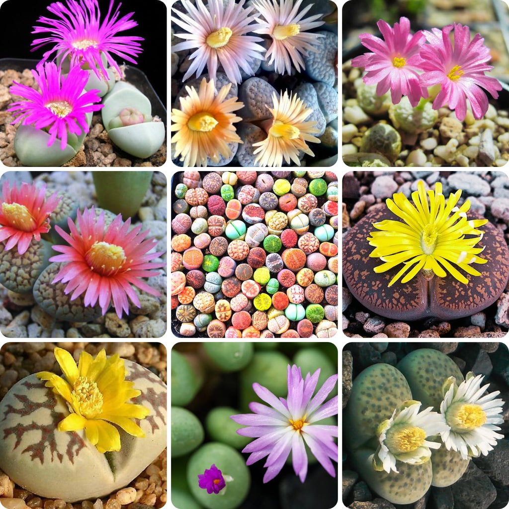 Lithops Live Plants Mix Lithop Succulents Plants Live, 30 Rock Living Stone Succulent Live Plants Large Size Full Bloom Garden