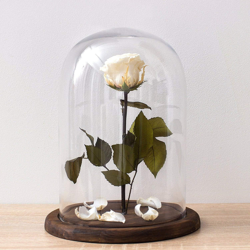 MyGift The Bell Jar Glass Cloche with Rustic Wood Base, 10 Inch Tall Clear Decorative Glass Dome Display for Plants, Curios, Keepsakes, Heirlooms