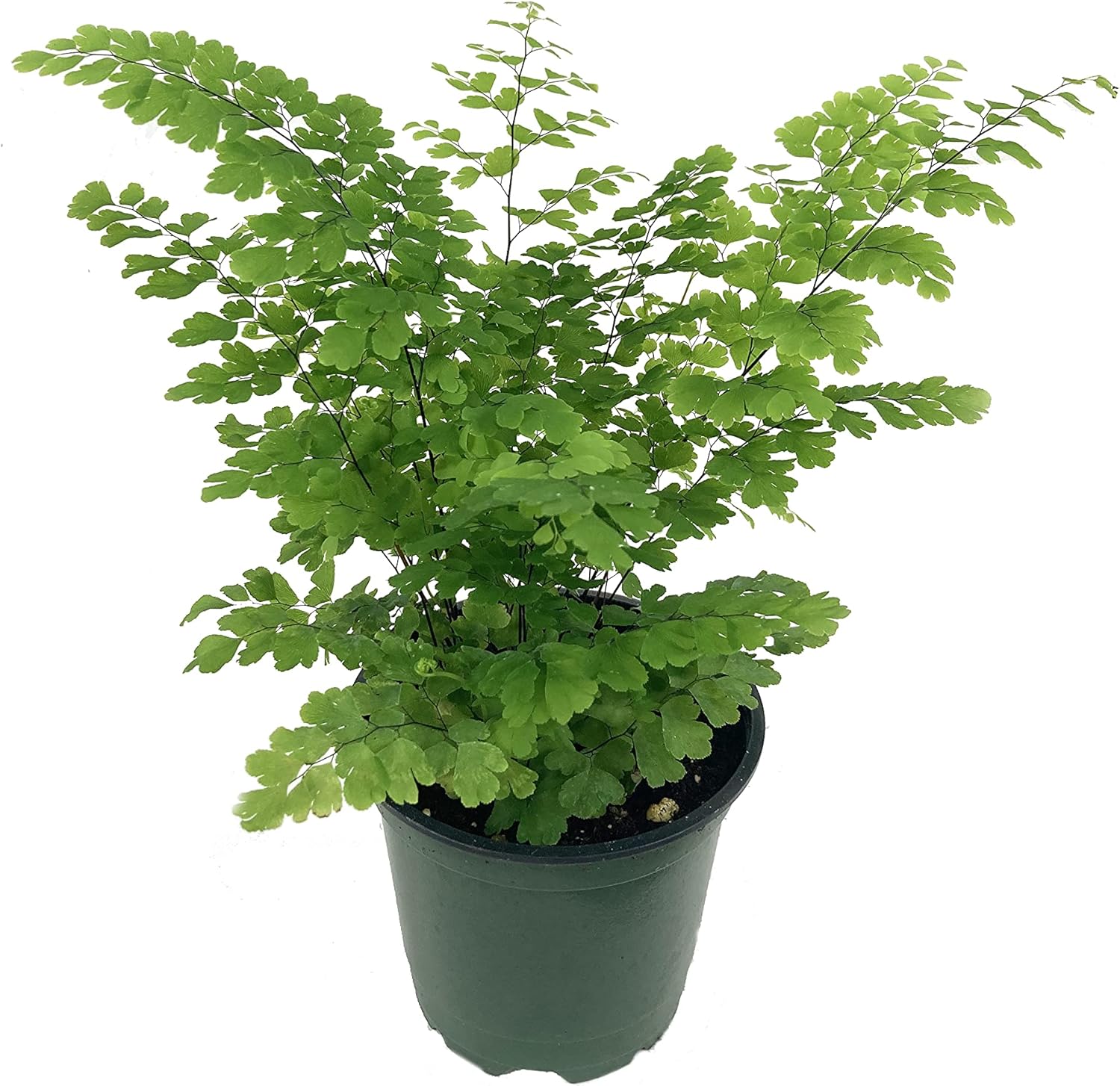 Exotic Fern Assortment - 5 Live Plants in 4 Inch Pots - Rare and Exotic Ferns from Florida - Growers Choice Based On Health, Beauty and Availability - Beautiful Clean Air Indoor Outdoor Ferns