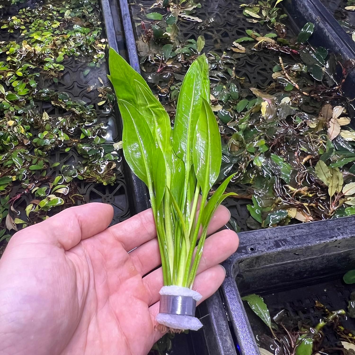 SubstrateSource Live Plant - Amazon Sword (Echinodorus Bleheri) - Beginner Friendly, Easy Care, Medium Light, Midground to Background Placement - Freshwater Aquarium Decoration - 1 Bunch (4-5 Plants)