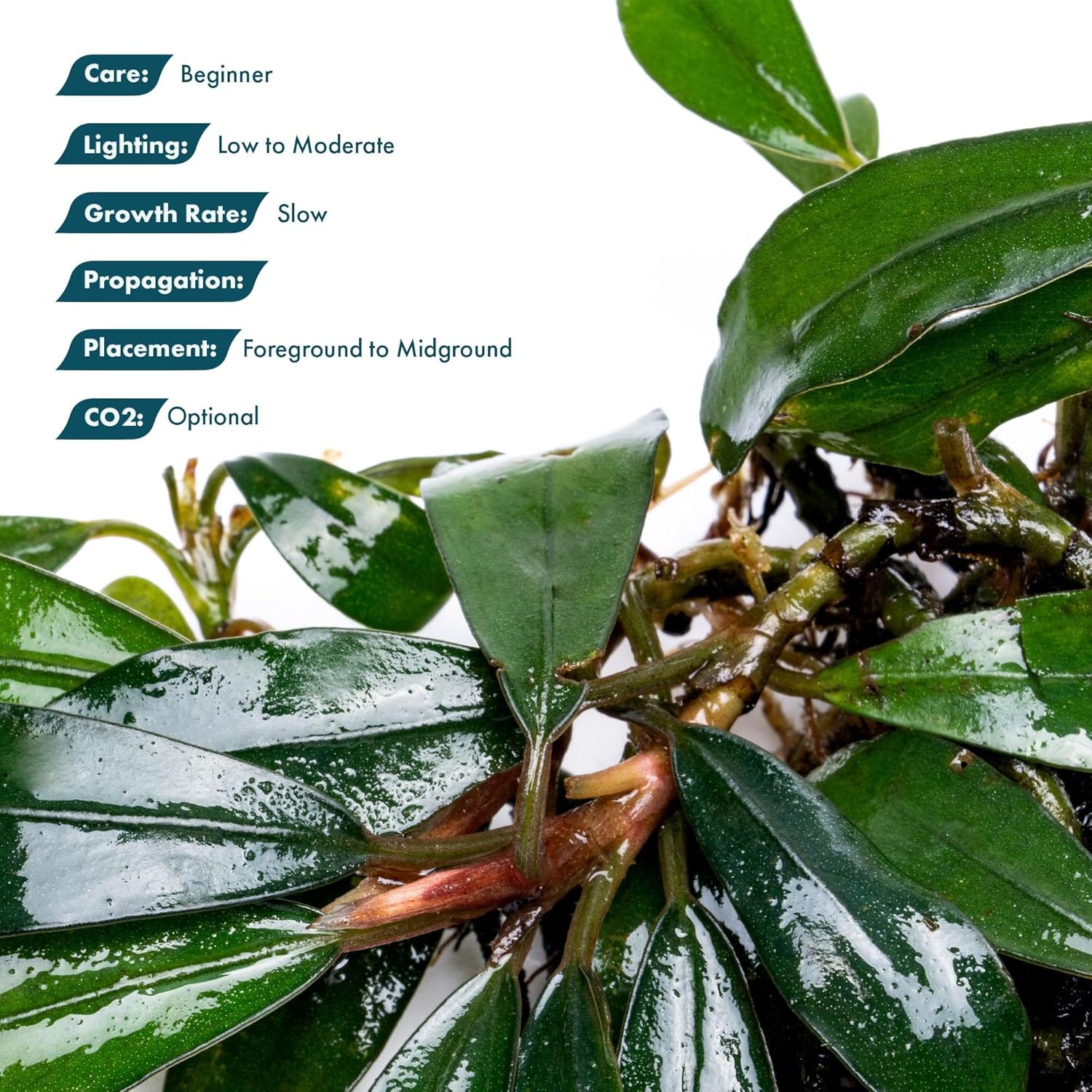 SubstrateSource Live Plants - Giant Motleyana Buce (Bucephalandra sp. 'Giant Motleyana') - Low Light, Iridescent Green Aquatic Plant, Foreground to Midground Placement - Rhizome Growth - Loose, 1 Pack