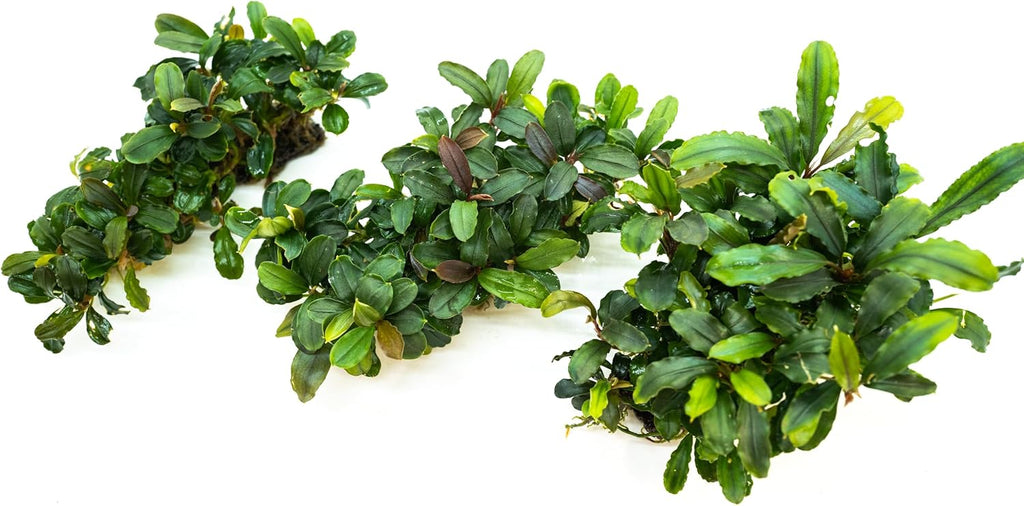 Bucephalandra Live Aquarium Plant Collection - Rare Aquatic Plants for Lush Aquarium Scapes, Natural Freshwater Fish Tank Decorations, Ideal Gift for Aquarists (Bucephalandra Pad (10+ Plants))