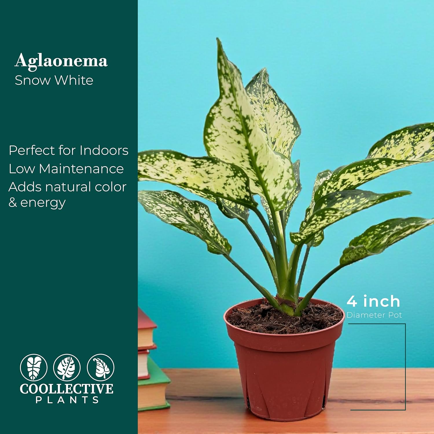 Aglaonema Snow White, Spring Snow, Live Plant in a 4 Inch Growers Pot, Live Indoor, Easy to Grow, Easy to Care, and Low Maintenance Houseplant,White Plants