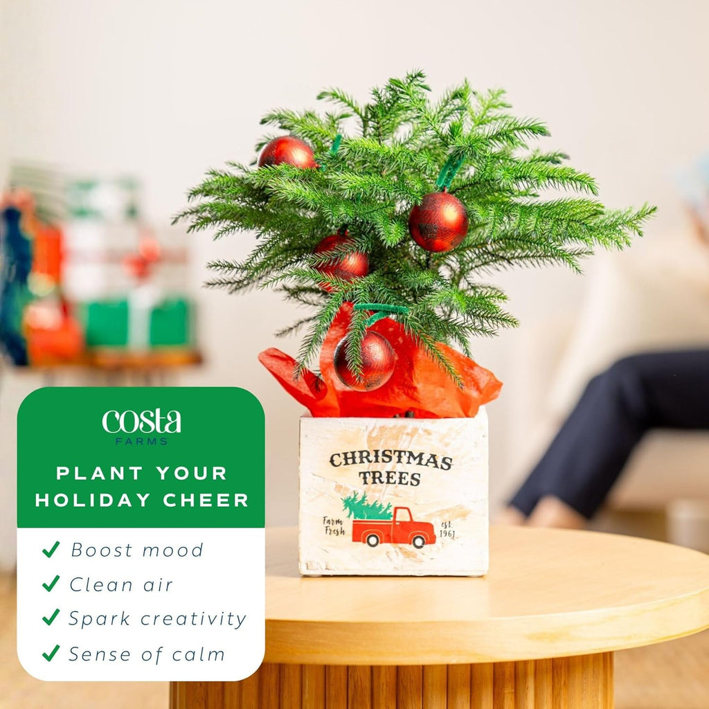 Costa Farms Live Christmas Tree, Small Norfolk Island Pine Plant in Holiday Decorative Plant Pot, Includes Ornament, Indoor Houseplant, Home, Room, or Seasonal Decor, Gift, 10-14 Inches Tall