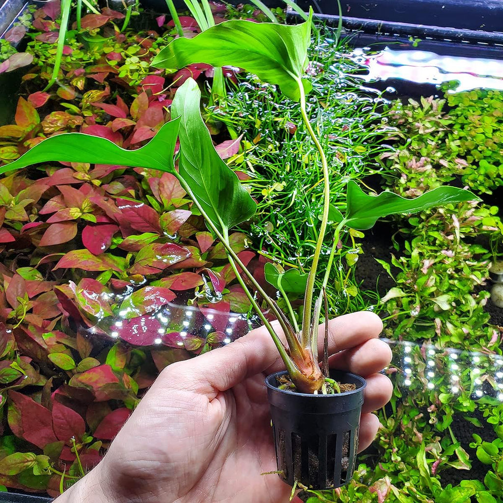 SubstrateSource Anubias Live Aquarium Plants - Potted Freshwater Plant for Fish Tanks, Terrariums - Beginner Friendly Low Light (Hastifolia, 1 Pot)