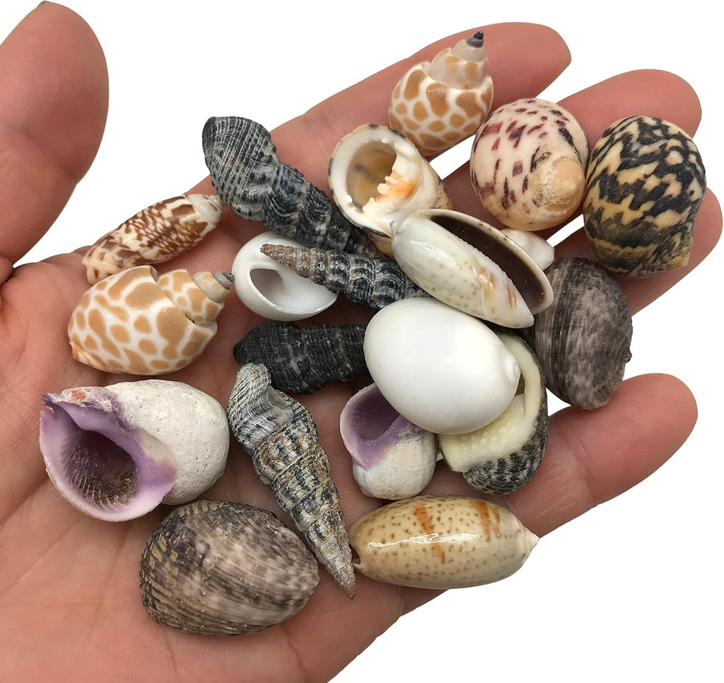 PEPPERLONELY Indian Ocean Small Mix Sea Shells, 6 oz Small Shells Mixed, 1/2 Inch ~ 1-1/4 Inch