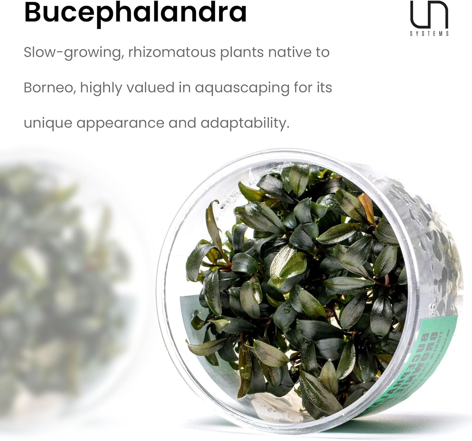 Ultum Nature Systems Live Tissue Culture - Bucephalandra Brownie Phoenix - Easy, Low-Med Light - Dark Green, Red, Purple Accent - Foreground to Midground - 100% Snail Free Grown In-Vitro - Regular Cup