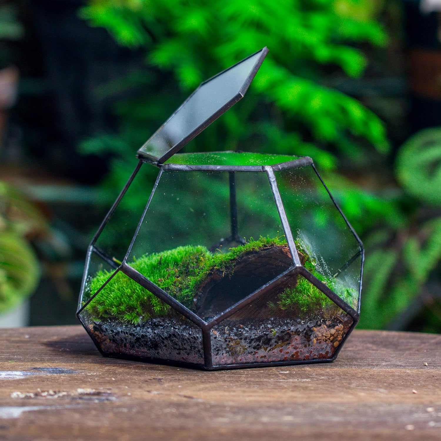 NCYP Small Glass Geometric Terrarium with Door -7.1x7.1x4.7 inches - Black Pentagon Closed Planter Pot for Succulents, Air Plants - Home Garden Office Tabletop Decoration Box (Terrarium Only)