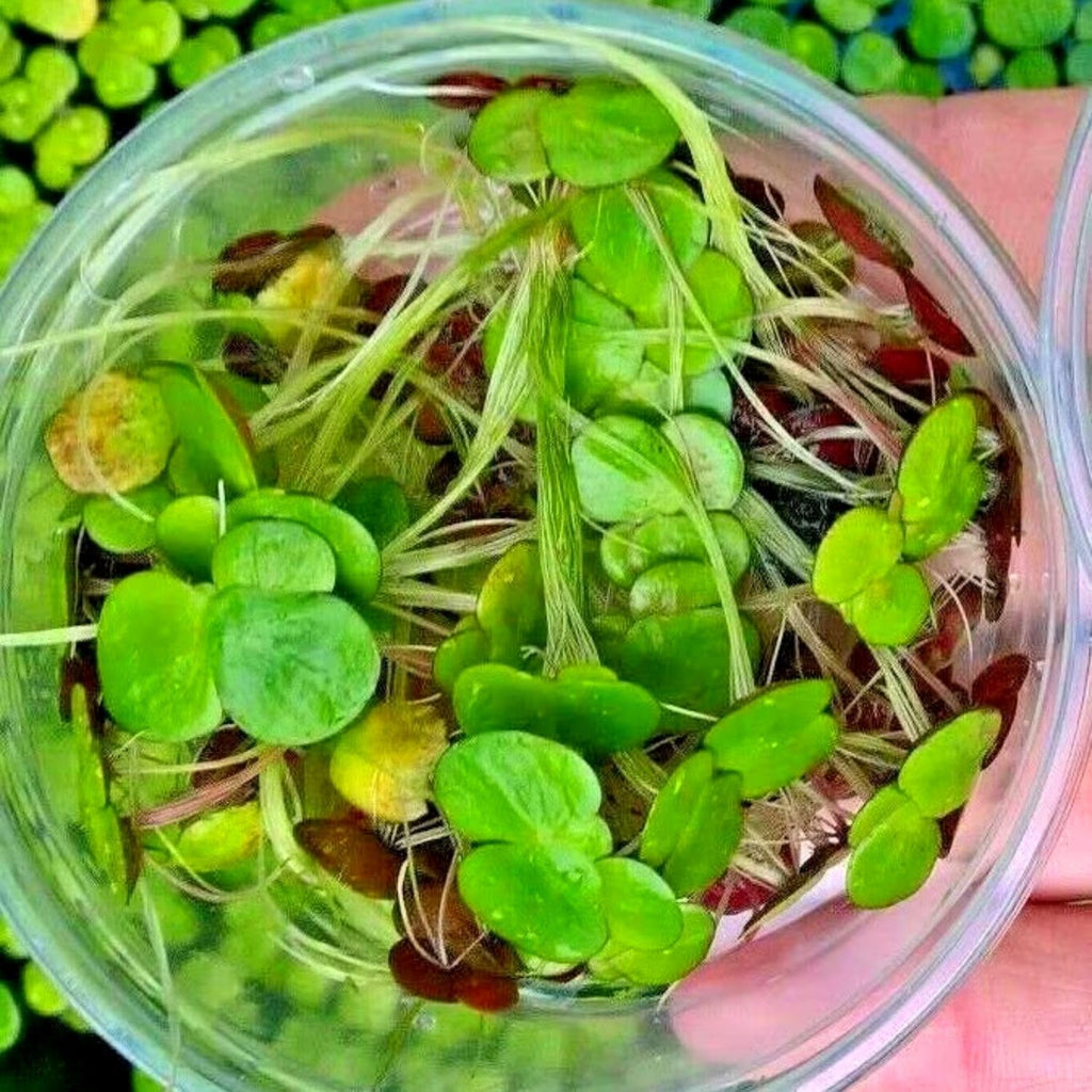 Duckweed Live Plants for Aquarium, 2000 Plants, Live Duckweed Plants, Live Aquarium Plants, Aquarium Plants Live, Small Plants