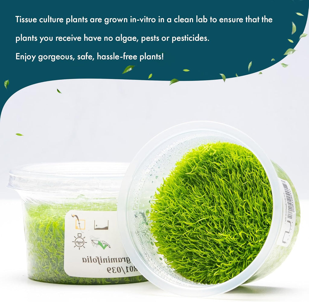 SubstrateSource Live Plant - Utricularia Graminifolia Tissue Culture Aquatic Live Aquarium Plant Grass Carpet for Aquascape - 100% Snail Free in Vitro Cup (Utricularia Graminifolia)