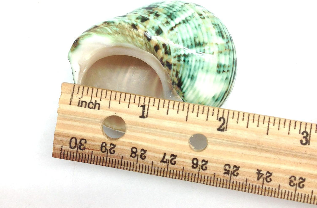 PEPPERLONELY 3 PC Natural Large Hermit Crab Shells, Green Turbo, 2 Inch ~ 2-1/2 Inch