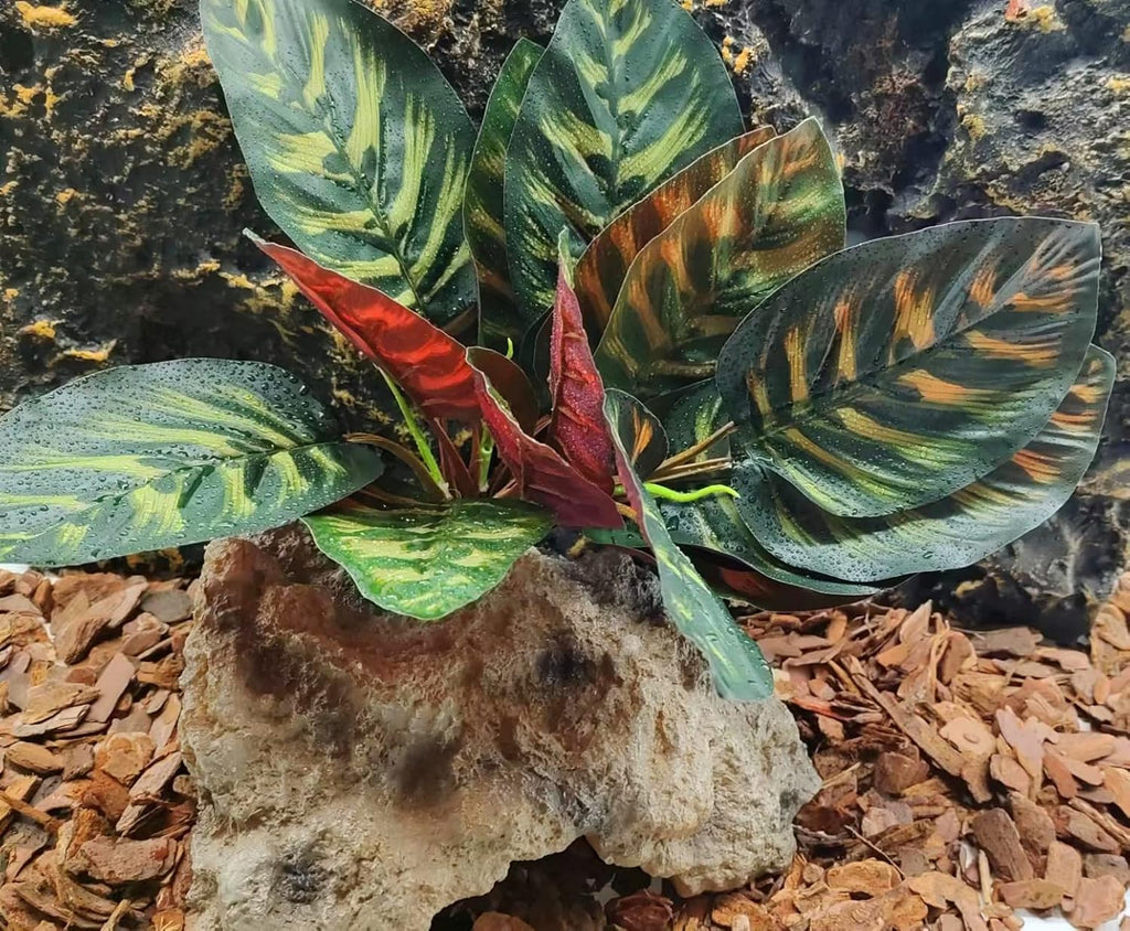 Reptile Terrarium Decor Plants,Amphibian Habitat Decor,Artificial Plants for Tank Accessories (Calathea makoyana -B)