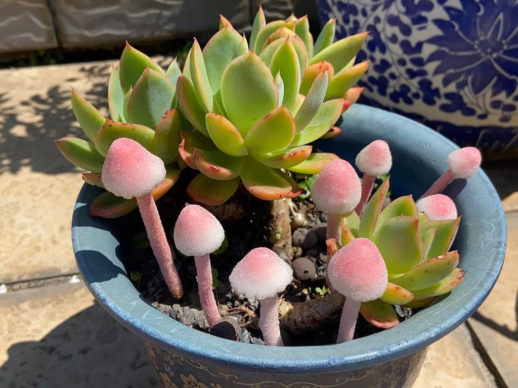 8-Pcs Handmade Glittery Pink Resin Mini Mushrooms for Fairy Desk Plants, Miniature Terrarium Decor & Micro Landscape (not Include The vase)