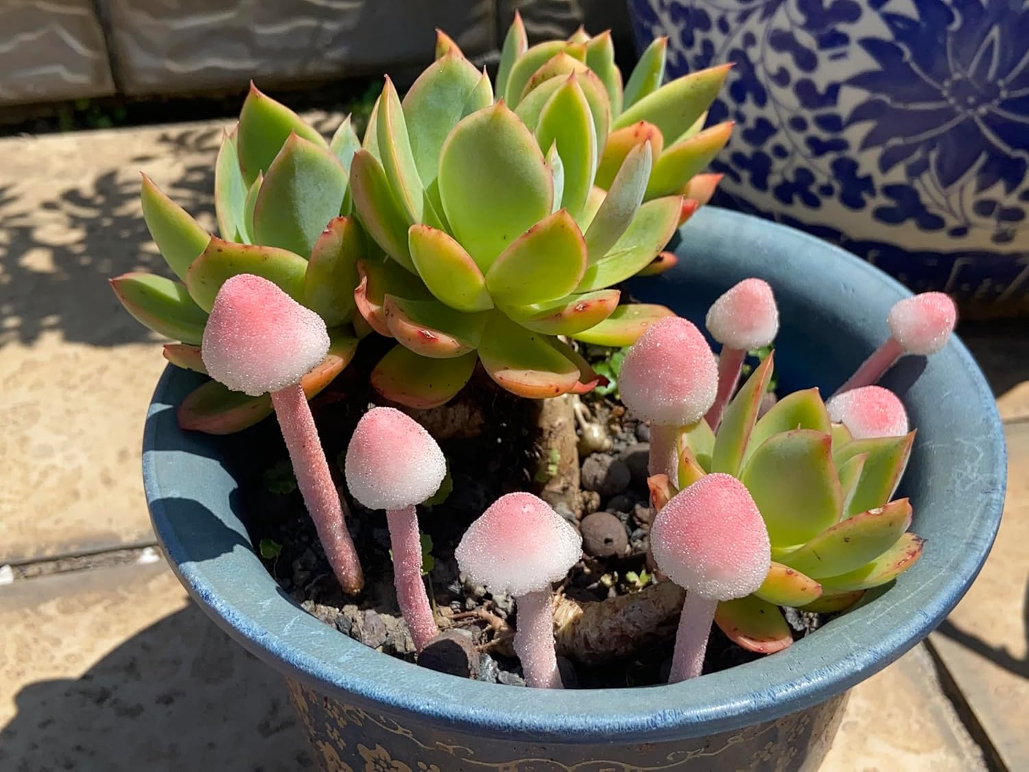8-Pcs Handmade Glittery Pink Resin Mini Mushrooms for Fairy Desk Plants, Miniature Terrarium Decor & Micro Landscape (not Include The vase)