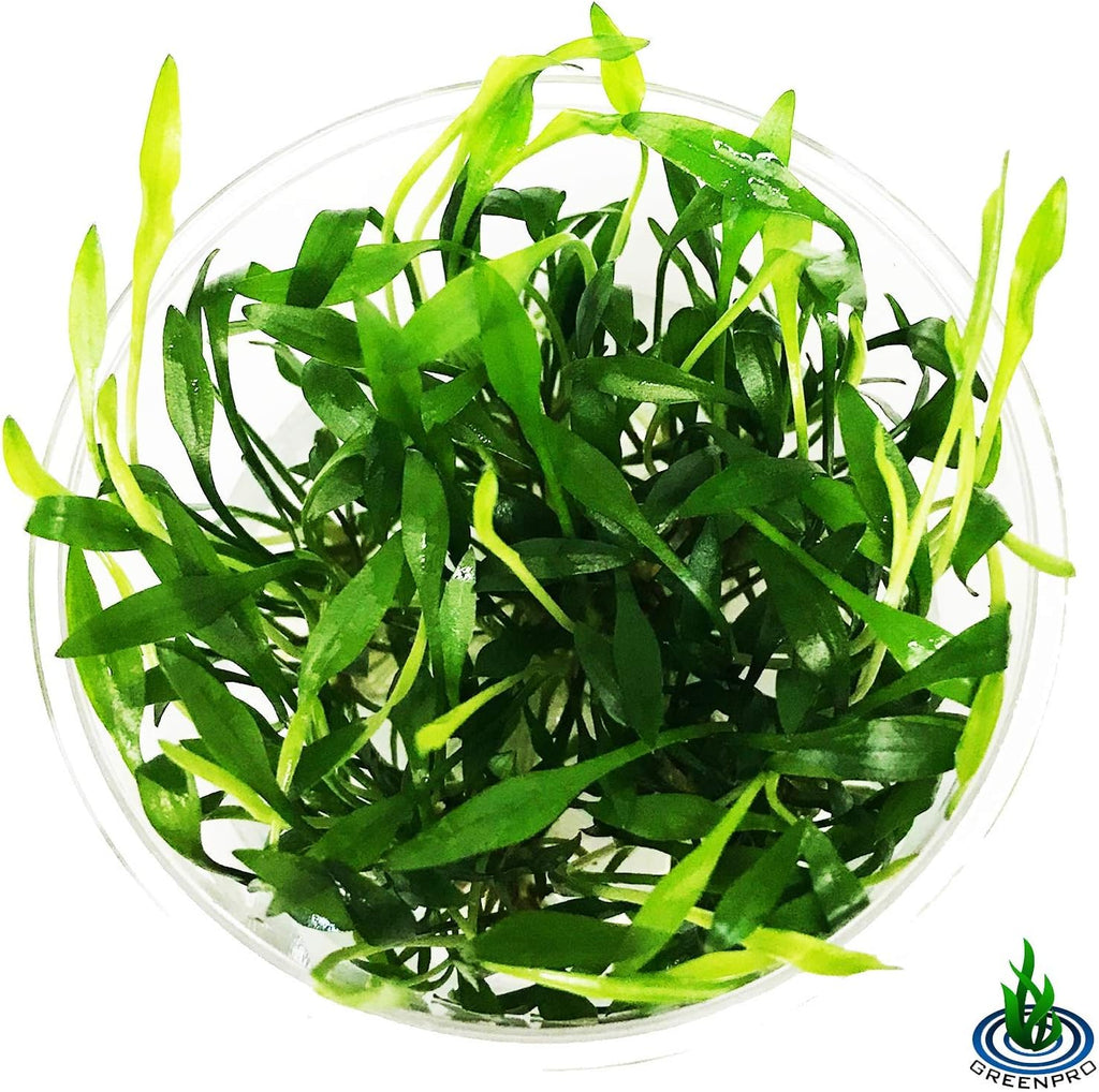 Cryptocoryne Lutea Crypts Walkeri Vitro Live Aquarium Plants in TC Cup for Aquatic Freshwater Fish Tank by Greenpro