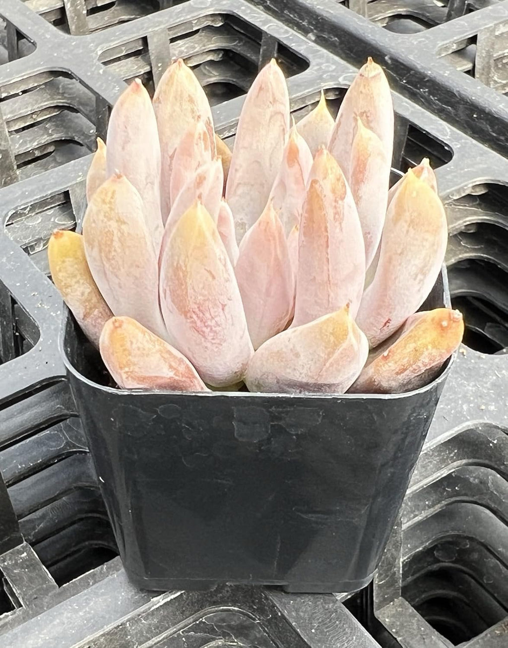 Sprout N Green Echeveria Tolimanensis, Rare Live Succulent Plant Fully Rooted in 2" Planter with Soil, Home Office Indoor Outdoor Wedding Decoration DIY Projects Party Favor