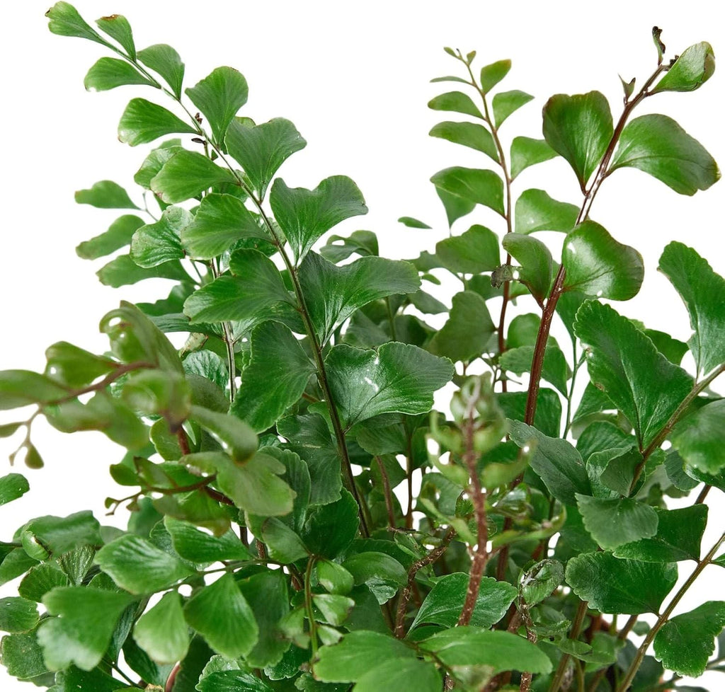 Mahogany Fern Live Plant for Indoor | Different Houseplants in 4'' & 6'' Pot | Real House Plant for Living Room, Office, Desk & Bathroom | Tree Maidenhair | Didymochlaena truncatula