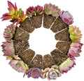 12 Pack Succulent Plants with Root and Soil, Easy to Grow (Assorted Varieties Without Pots)