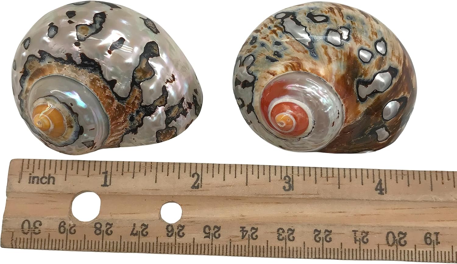 PEPPERLONELY 2 PC Hermit Crab Shells, Turbo Shells, African Sarmaticus Turbo Shell, 2 Inch~ 2-1/4 Inch