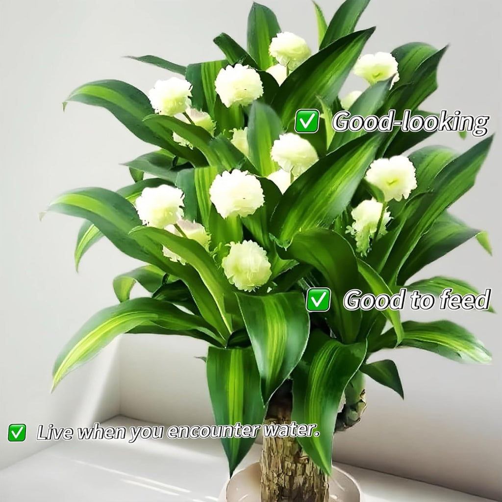 Lucky Wood Plant, Small Indoor Plant, Brazilian Wood Plants, About to Sprout, Office Desk Ornaments, Kitchen, Living Room, Home Decoration