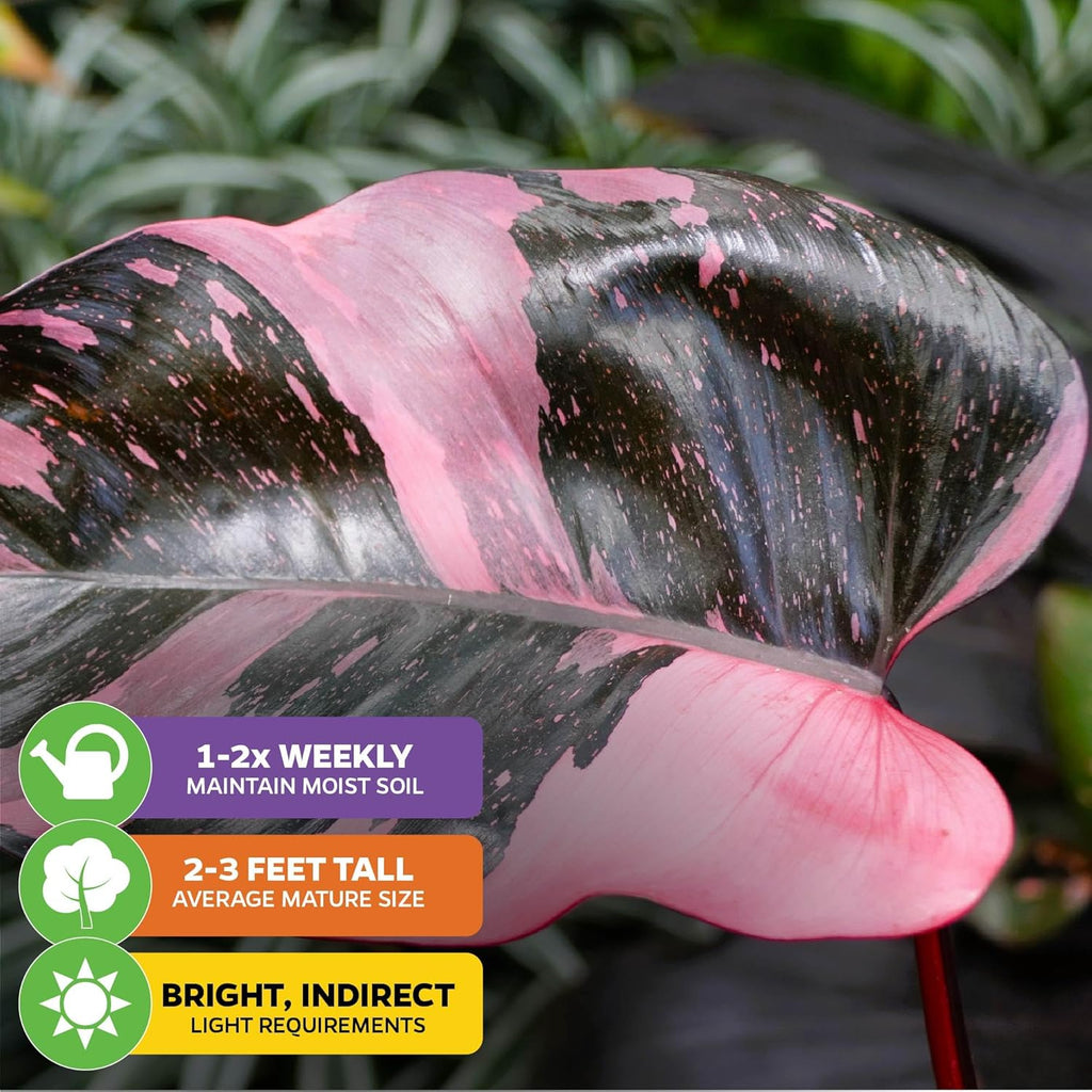 Marble Galaxy Philodendron - Philodendron erubescens by Wellspring Gardens - Variegated Starter Plant - Rare House Plants - Heart-Shaped Pink Plant for Indoor/Outdoor Use (2-Pack)