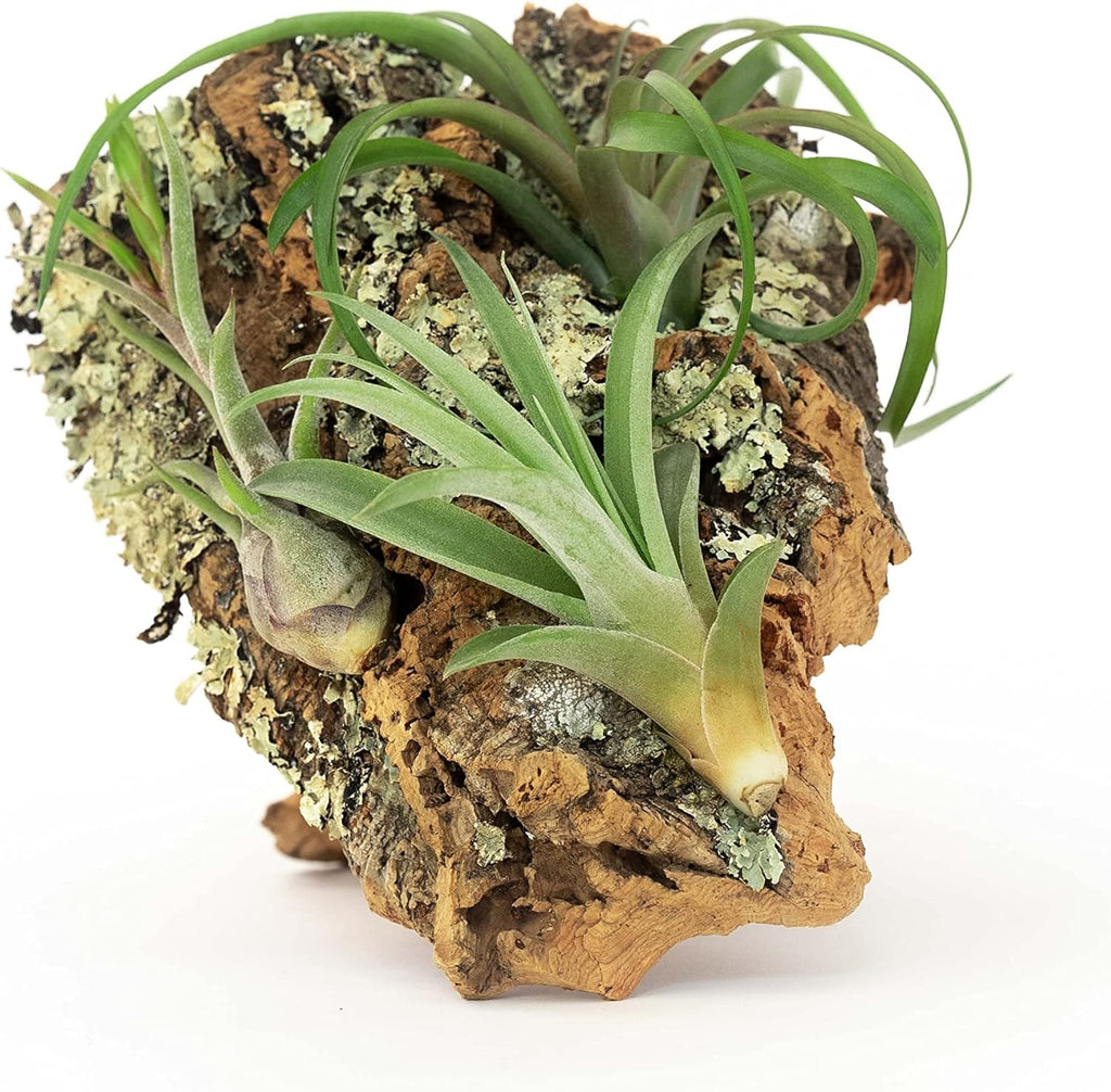 Medium Natural Cork Bark DIY Kit with Four Assorted Air Plants, Glue and Hook - Live Tillandsia Succulent House Plant - Wholesale and Bulk - Home and Garden Decor - Easy Care Indoor and Outdoor Plants
