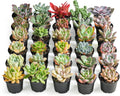 Sprout N Green Live Succulent Plants, 30 Pack Assorted Real Succulents Potted in 2" Starter Pot with Soil Mix, Rare Small Indoor House Plants for Home Garden Wedding Decor Party Favor