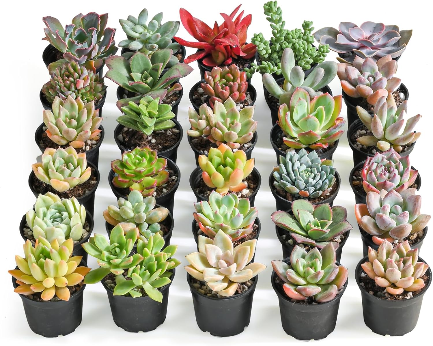 Sprout N Green Live Succulent Plants, 30 Pack Assorted Real Succulents Potted in 2" Starter Pot with Soil Mix, Rare Small Indoor House Plants for Home Garden Wedding Decor Party Favor
