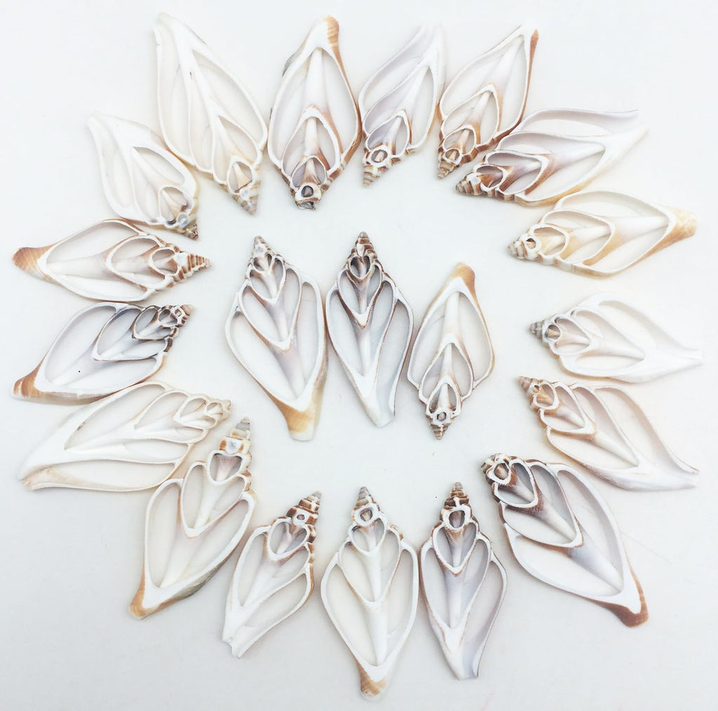 PEPPERLONELY 20 PC Center Cut Strombus Canarium Sea Shells, 2 Inch ~ 2-1/2 Inch