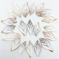 PEPPERLONELY 20 PC Center Cut Strombus Canarium Sea Shells, 2 Inch ~ 2-1/2 Inch