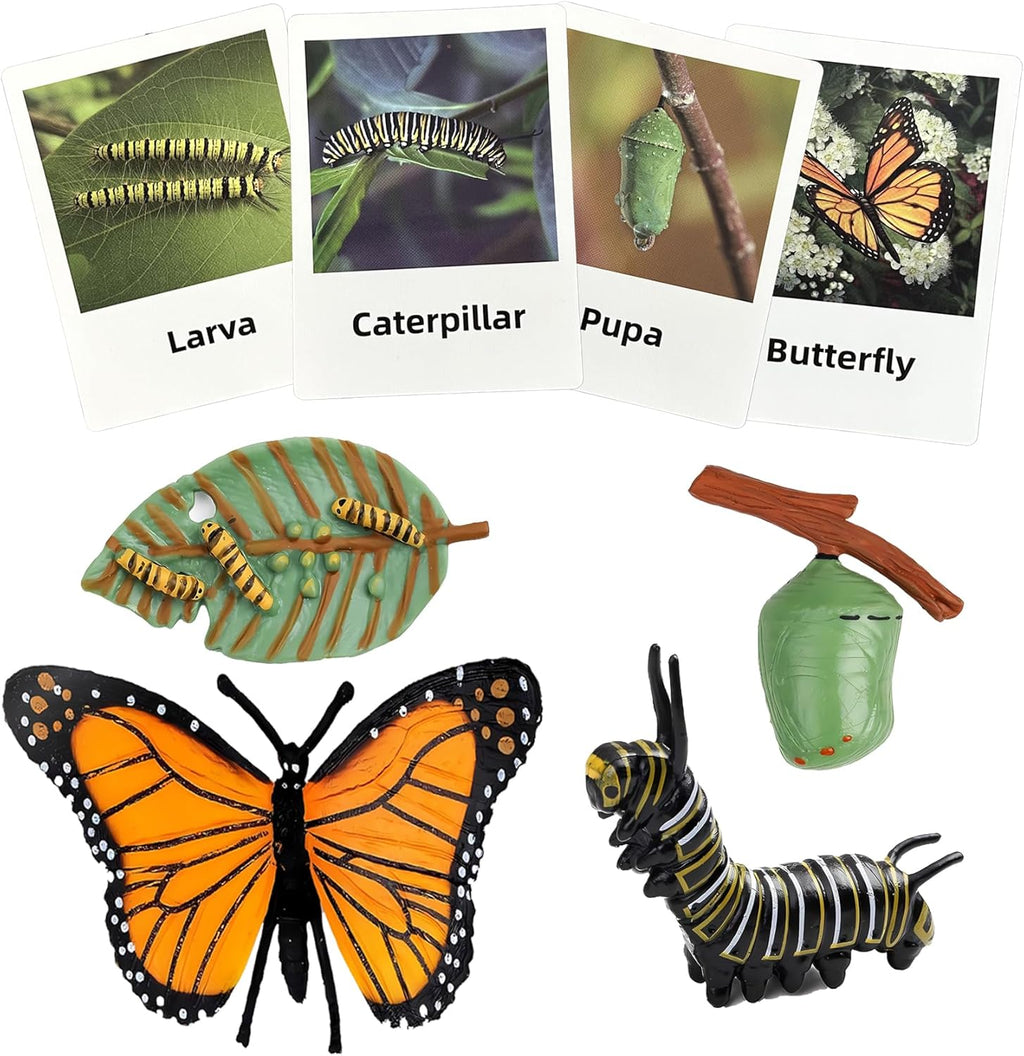 Mbrain 4pcs Butterfly Growth Cycle with Flash Cards,Life Cycle Learning & Education Toys,Montessori Toys,Gift for Girl & Boy for 3 4 5 6 7 Year Old (Butterfly)