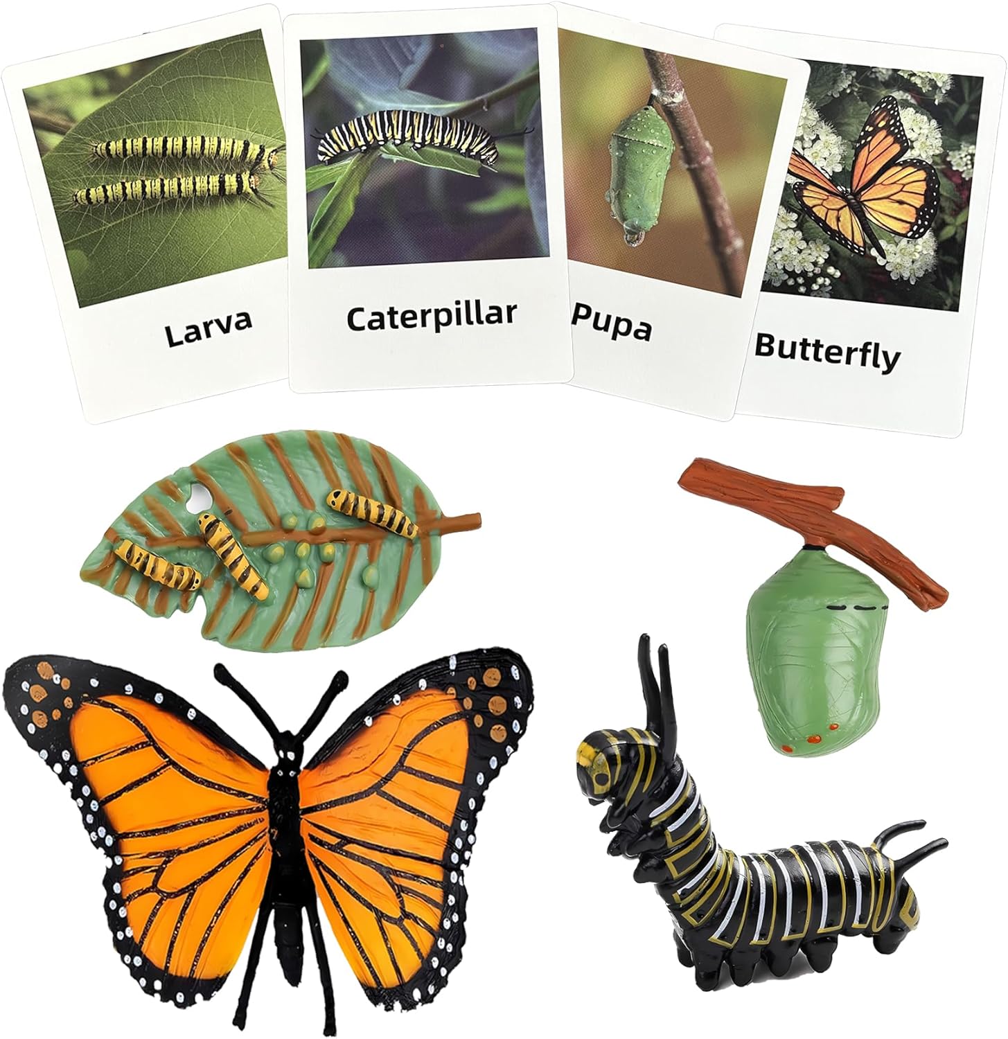 Mbrain 4pcs Butterfly Growth Cycle with Flash Cards,Life Cycle Learning & Education Toys,Montessori Toys,Gift for Girl & Boy for 3 4 5 6 7 Year Old (Butterfly)