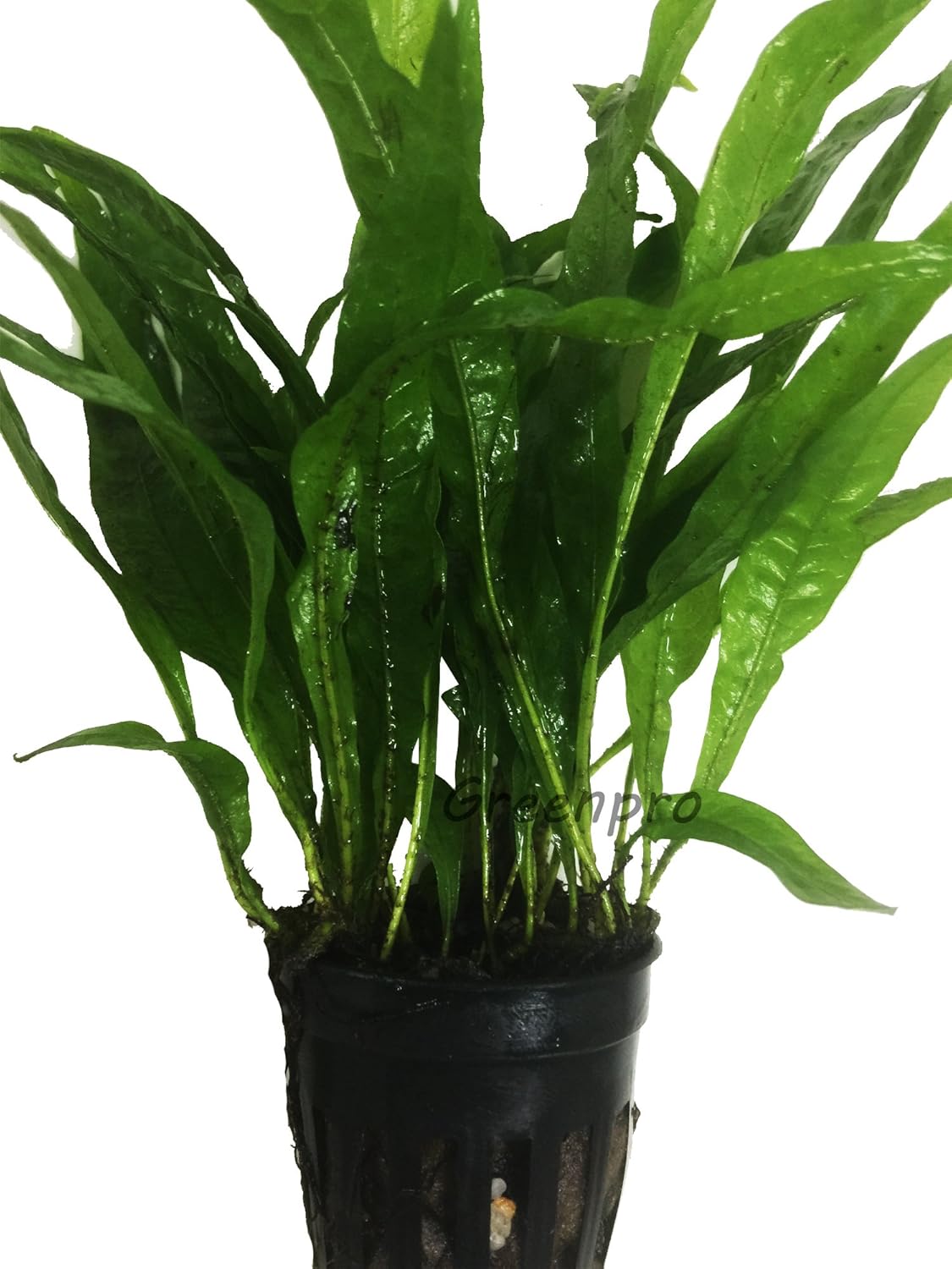 Greenpro Microsorum Pteropus Hardy Leaf Black Forest Asian Java Fern Potted Live Water Aquatic Aquarium Plants for Freshwater Fish Tank