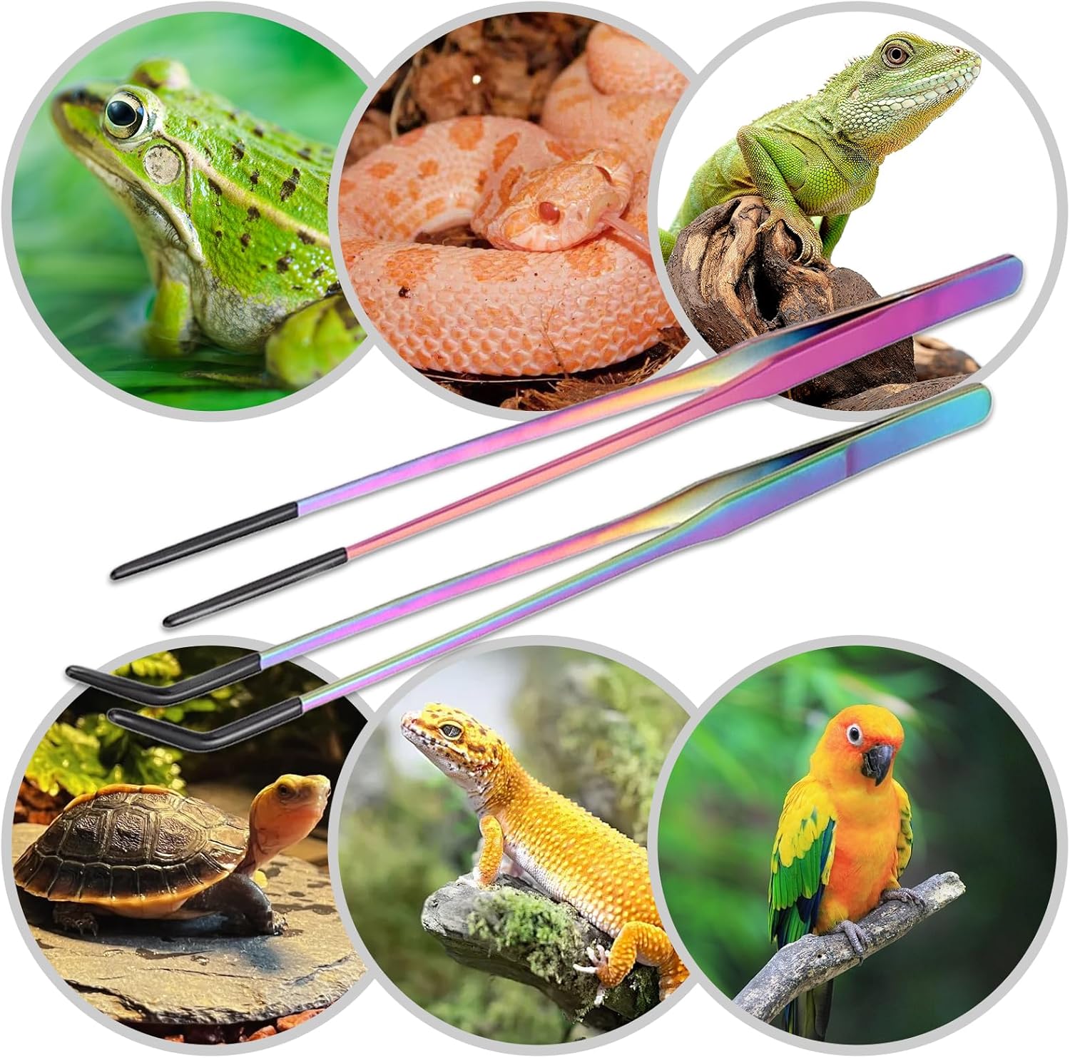 Stainless Steel Reptile Feeding Tweezers (with Non-Slip Rubber Tips) - 10.6-inch Straight & Curved Tweezers for Terrariums - Specialized Feeding Tools for Lizards & Bearded Dragons - 2-Piece Set