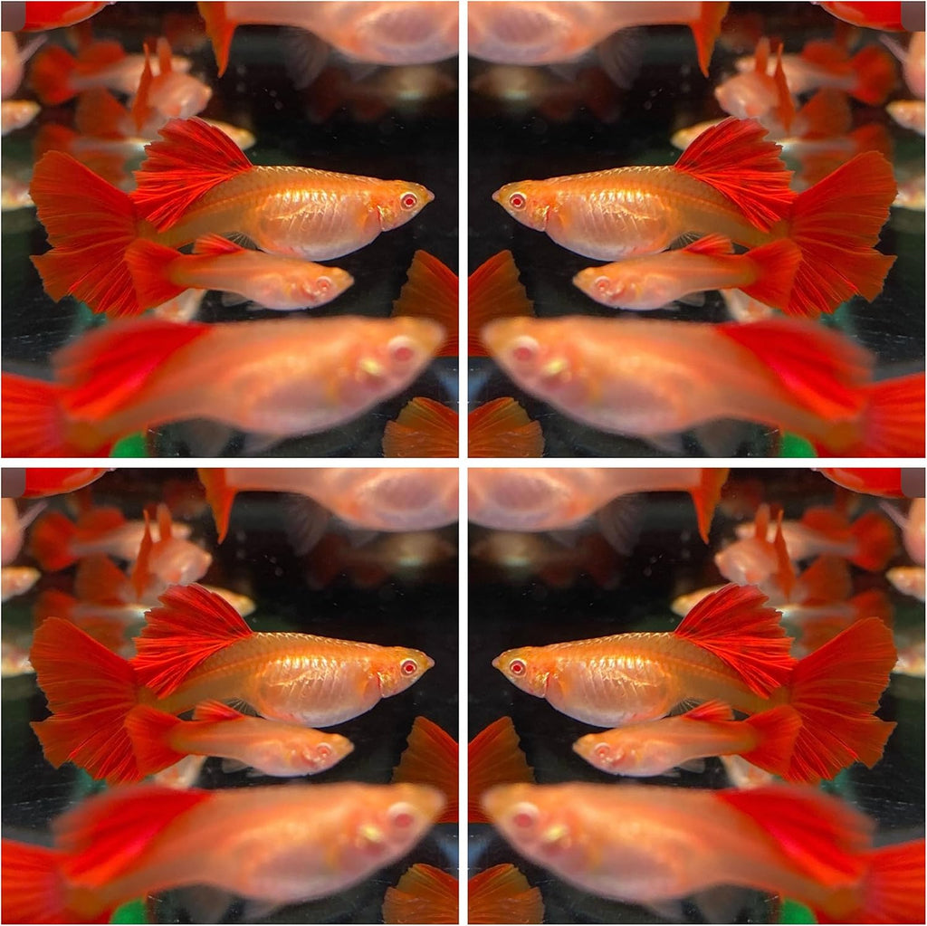 D&A Tropical Full RED Guppy - Abino Live Fish (1 Male, 2 Females) for Freshwater Aquariums