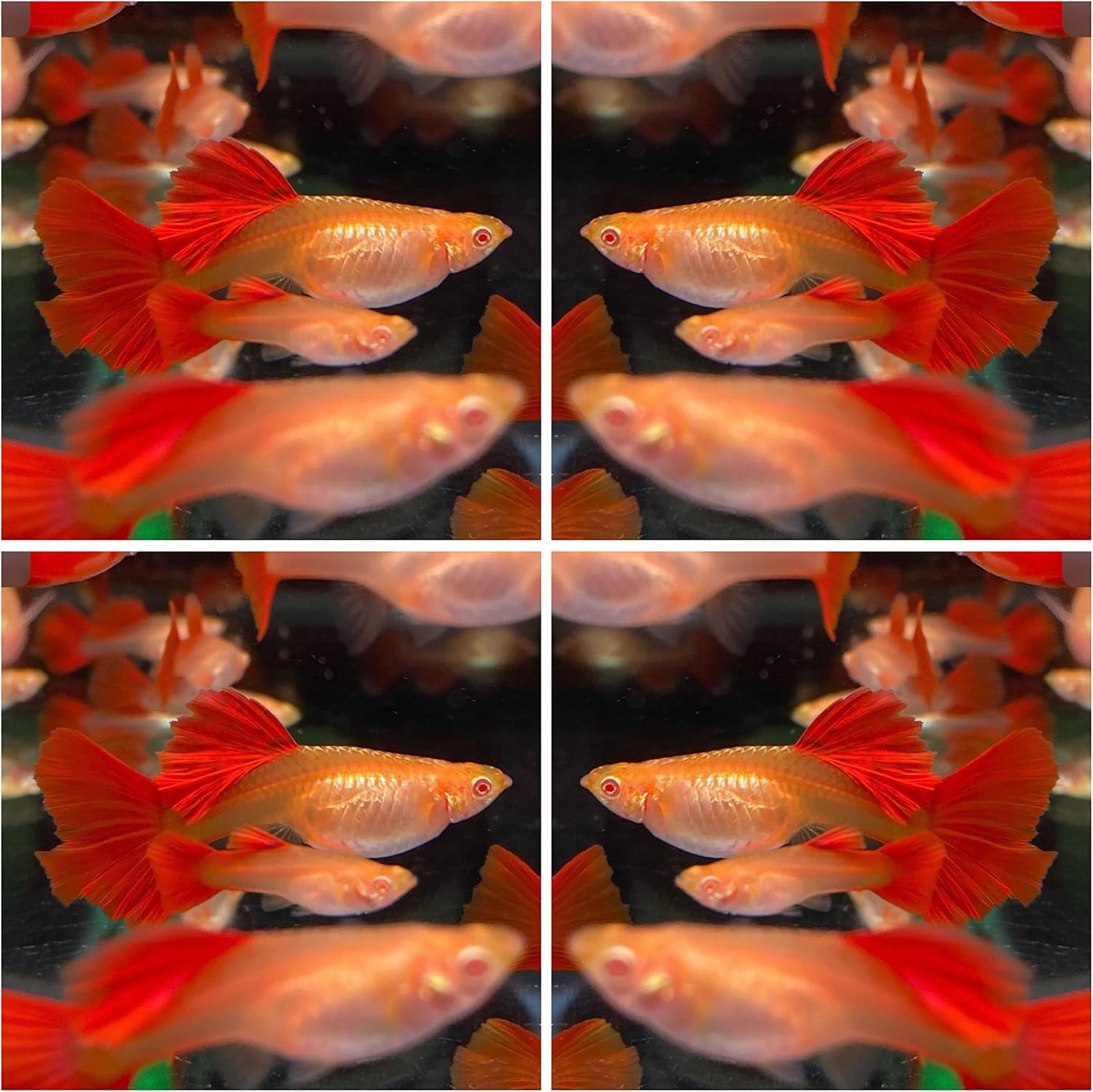 D&A Tropical Full RED Guppy - Abino Live Fish (1 Male, 2 Females) for Freshwater Aquariums