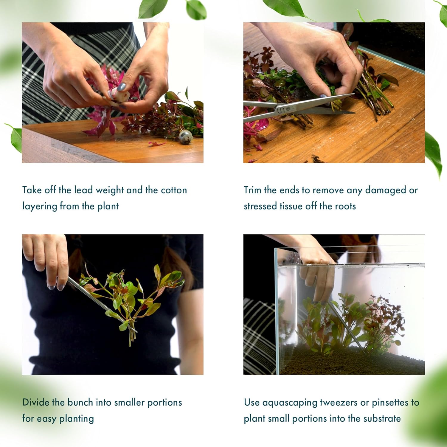 SubstrateSource Live Aquarium Red Stem Plants - Freshwater Aquatic Plant for Fish Tanks, Aquascaping - (Alternanthera Reineckii Rosanervig, 1 Bunch)