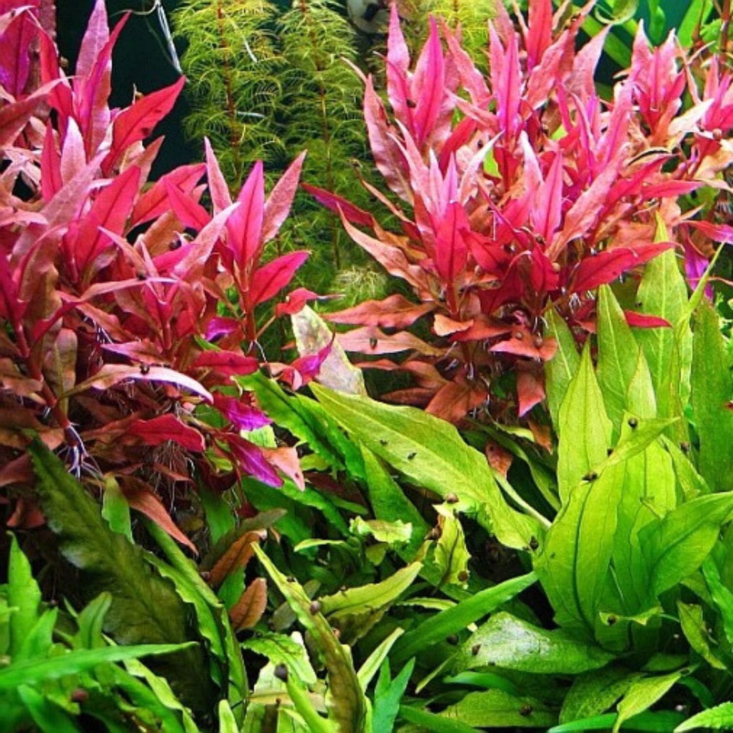 Alternanthera Reineckii Rosaefolia Red Tissue Culture Background Easy Live Aquarium Plant Decorations BUY2GET1FREE