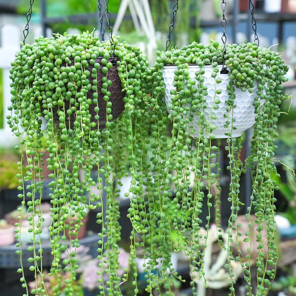 Sprout N Green Live Mini Succulent Plant, 2in String of Pearls, 1 Pack Rare Fully Rooted in Pot, Real House Plant for Home Office Wedding Decoration DIY Projects Party Favor