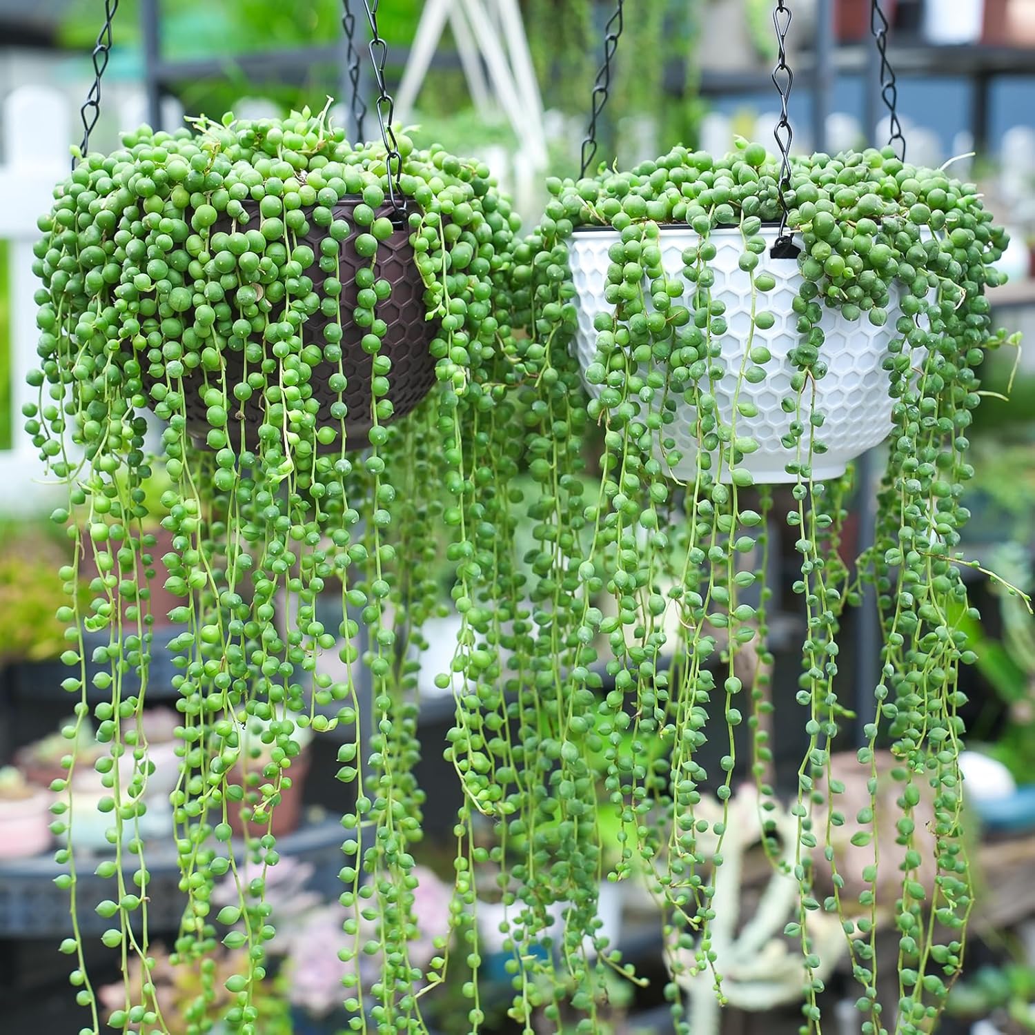 Sprout N Green Live Mini Succulent Plant, 2in String of Pearls, 1 Pack Rare Fully Rooted in Pot, Real House Plant for Home Office Wedding Decoration DIY Projects Party Favor